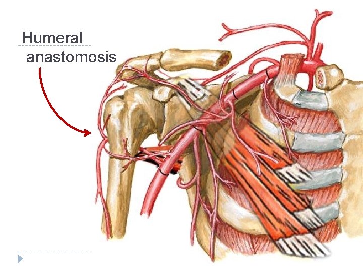 Humeral anastomosis 