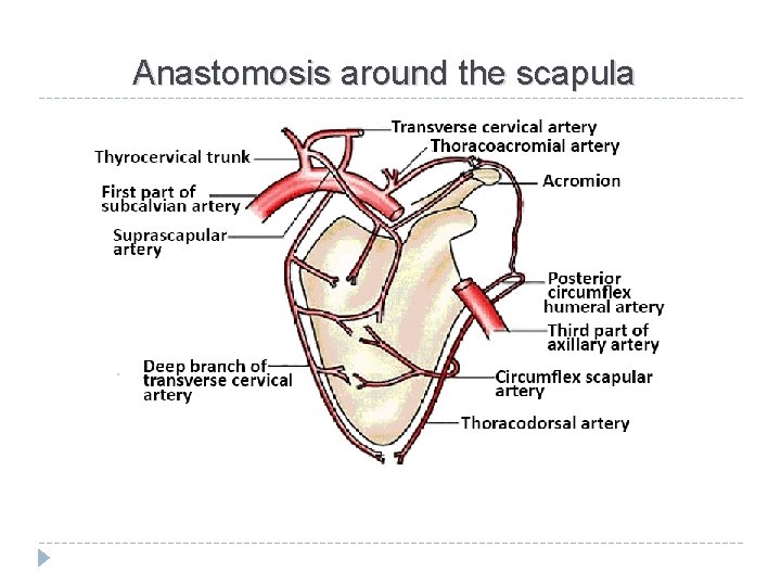 Anastomosis around the scapula 