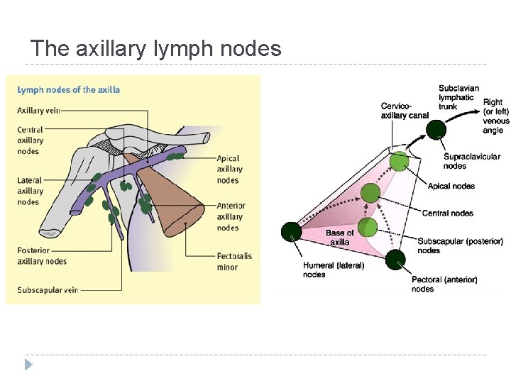 The axillary lymph nodes 