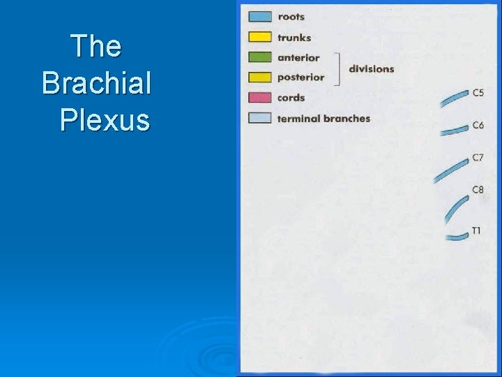 The Brachial Plexus 