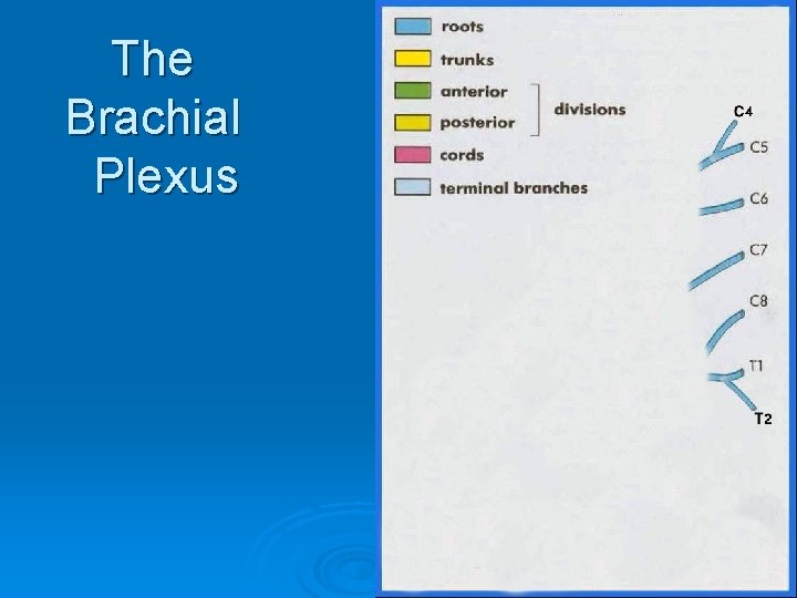 The Brachial Plexus 