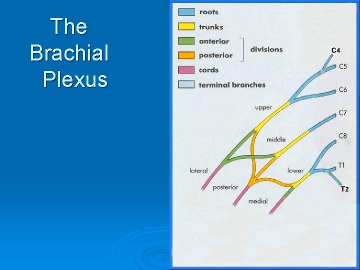 The Brachial Plexus 