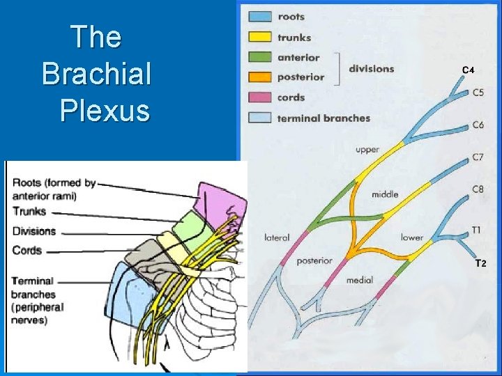 The Brachial Plexus 