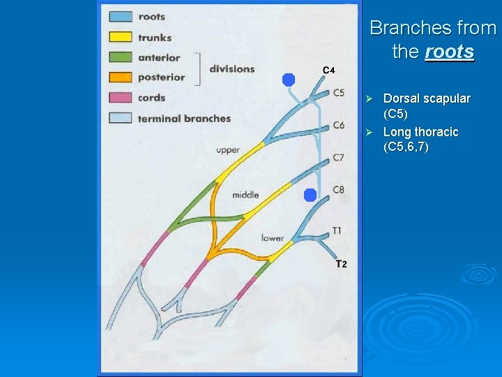 Branches from the roots Dorsal scapular (C 5) Ø Long thoracic (C 5, 6,