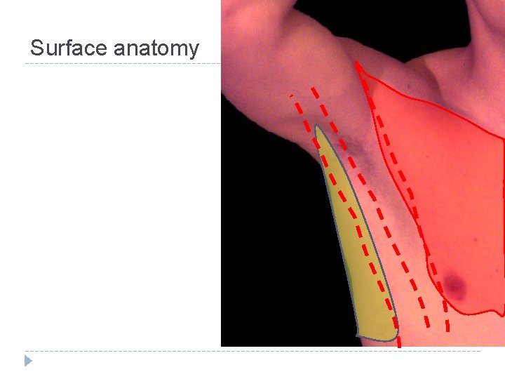 Surface anatomy 