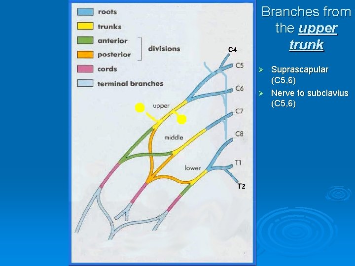 Branches from the upper trunk Suprascapular (C 5, 6) Ø Nerve to subclavius (C