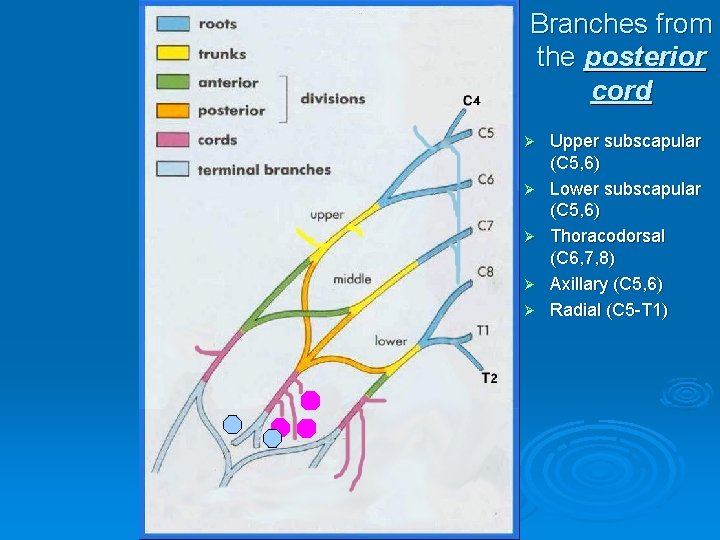 Branches from the posterior cord Ø Ø Ø Upper subscapular (C 5, 6) Lower