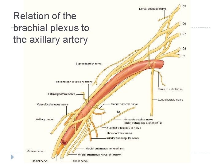 Relation of the brachial plexus to the axillary artery 