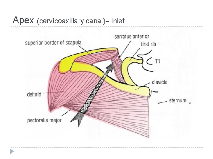 Apex (cervicoaxillary canal)= inlet 