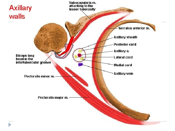 Axillary walls 