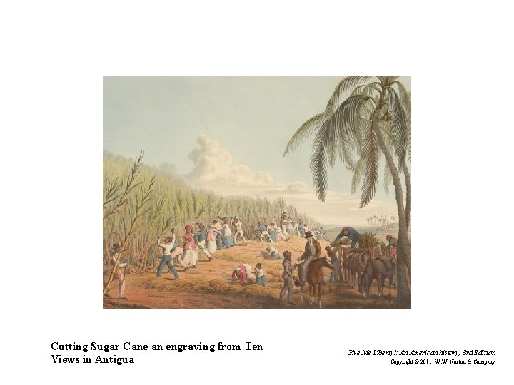 Cutting Sugar Cane an engraving from Ten Views in Antigua Give Me Liberty!: An