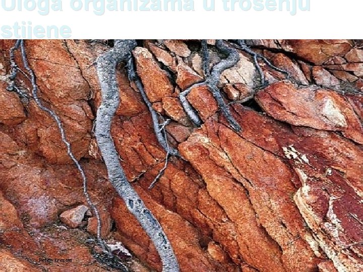 Uloga organizama u trošenju stijene Peter Kresam 33 