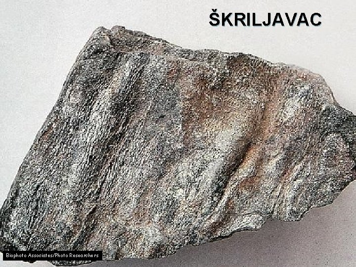 ŠKRILJAVAC Biophoto Associates/Photo Researchers 43 