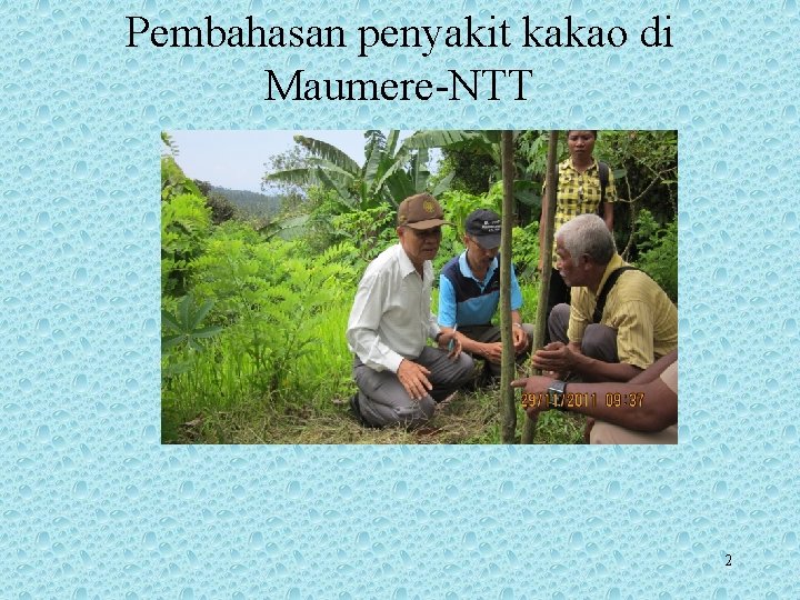 Pembahasan penyakit kakao di Maumere-NTT 2 