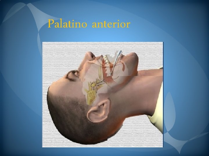 Palatino anterior 