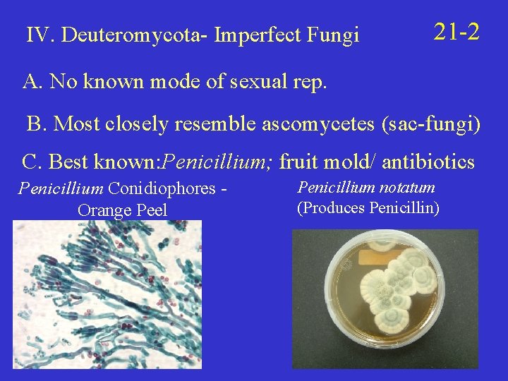 IV. Deuteromycota- Imperfect Fungi 21 -2 A. No known mode of sexual rep. B.