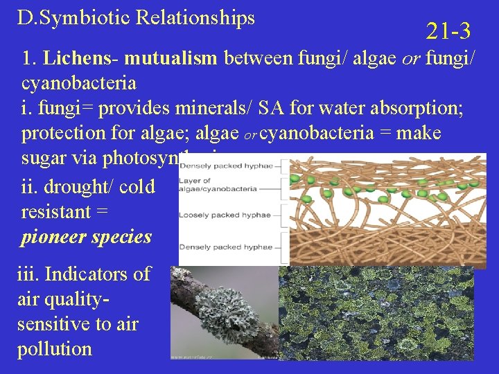 D. Symbiotic Relationships 21 -3 1. Lichens- mutualism between fungi/ algae or fungi/ cyanobacteria