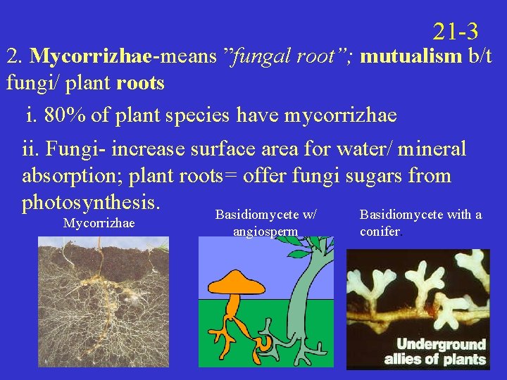 21 -3 2. Mycorrizhae-means ”fungal root”; mutualism b/t fungi/ plant roots i. 80% of