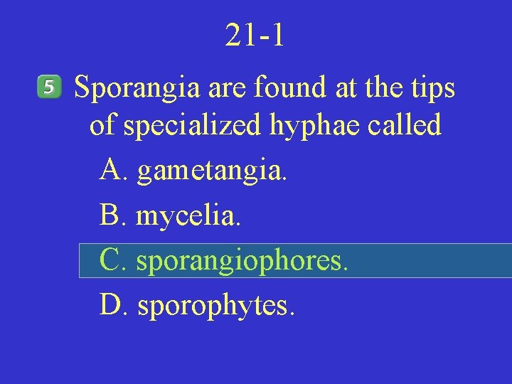 21 -1 Sporangia are found at the tips of specialized hyphae called A. gametangia.