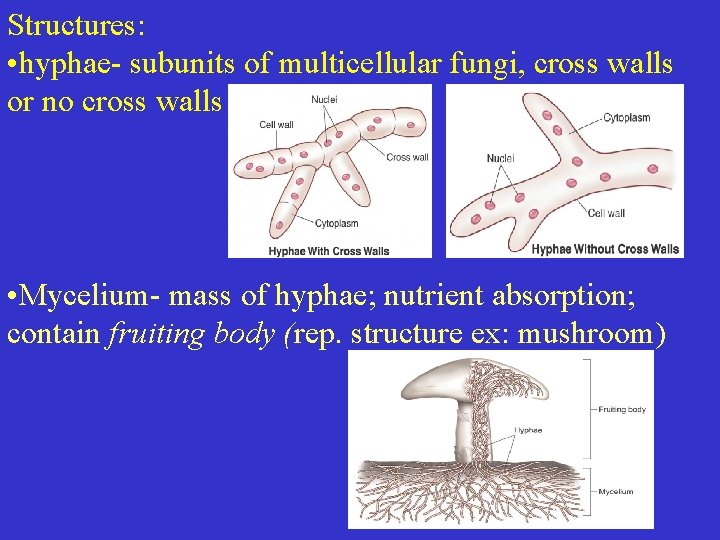 Chapter 21 Fungi Edible morels from Phylum Basidiomycota