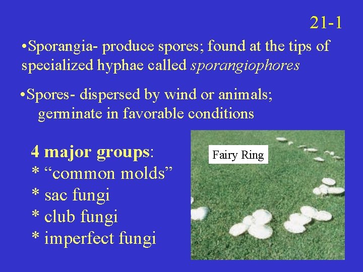 21 -1 • Sporangia- produce spores; found at the tips of specialized hyphae called