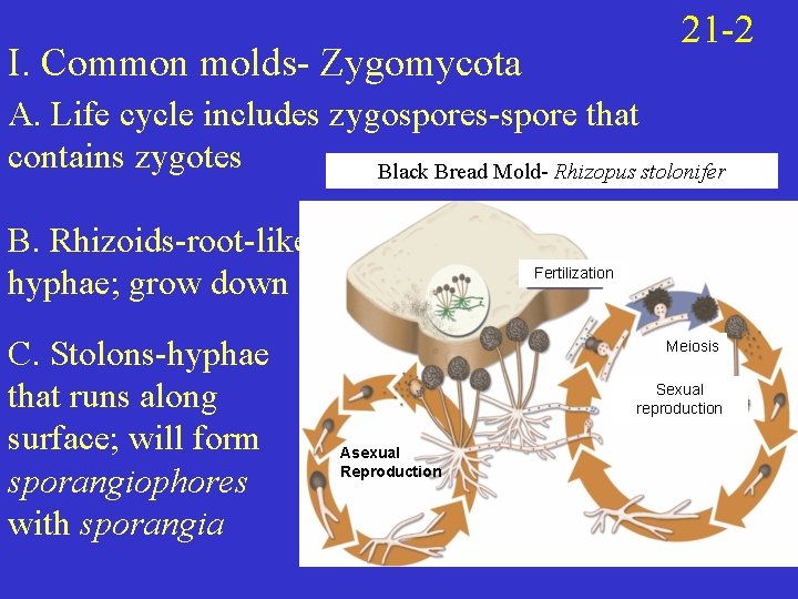 21 -2 I. Common molds- Zygomycota A. Life cycle includes zygospores-spore that contains zygotes