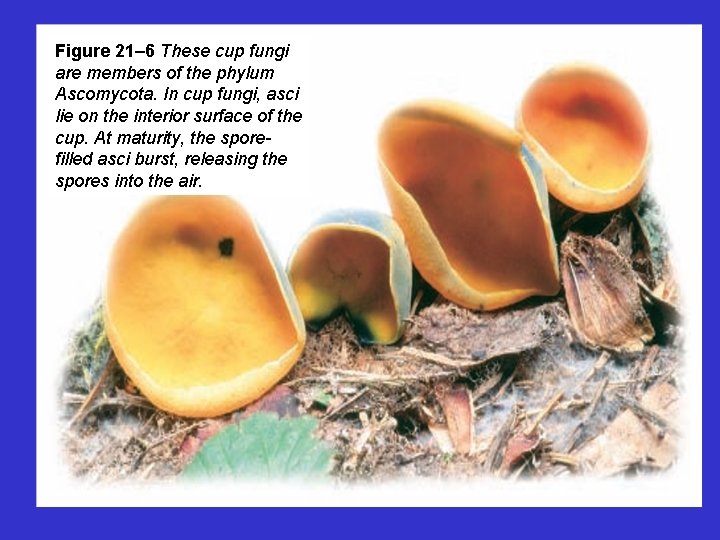Figure 21– 6 These cup fungi are members of the phylum Ascomycota. In cup