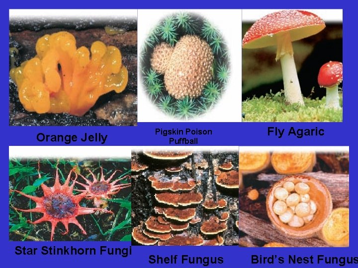 Orange Jelly Star Stinkhorn Fungi Pigskin Poison Puffball Shelf Fungus Fly Agaric Bird’s Nest