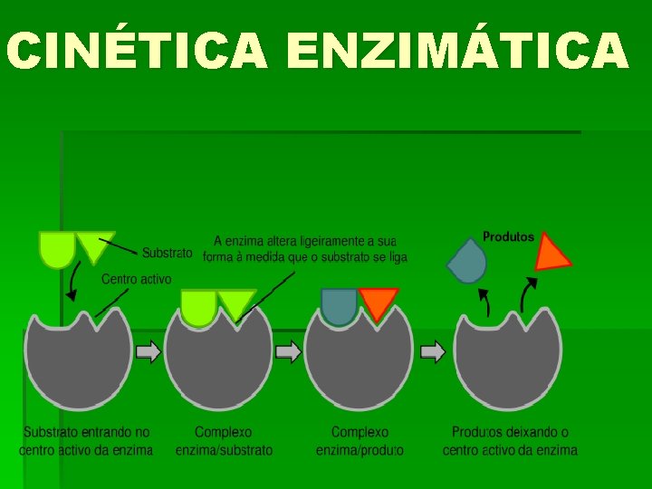 CINÉTICA ENZIMÁTICA 