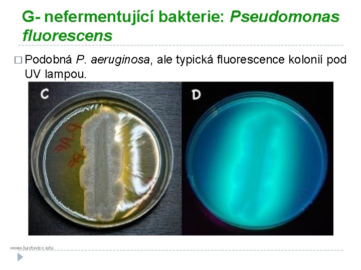 G- nefermentující bakterie: Pseudomonas fluorescens � Podobná P. UV lampou. www. bact. wisc. edu