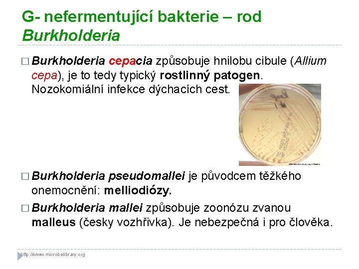 G- nefermentující bakterie – rod Burkholderia � Burkholderia cepacia způsobuje hnilobu cibule (Allium cepa),