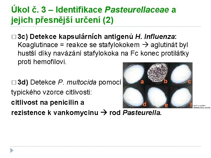 Úkol č. 3 – Identifikace Pasteurellaceae a jejich přesnější určení (2) � 3 c)