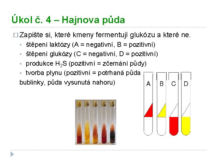 Úkol č. 4 – Hajnova půda � Zapište si, které kmeny fermentují glukózu a