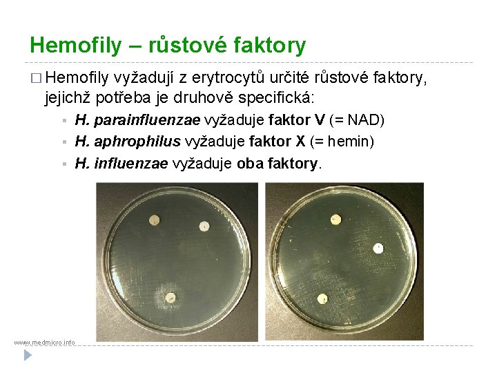 Hemofily – růstové faktory � Hemofily vyžadují z erytrocytů určité růstové faktory, jejichž potřeba