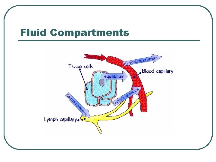 Fluid Compartments 