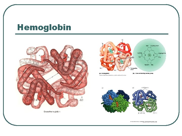 Hemoglobin  Hemoglobin
