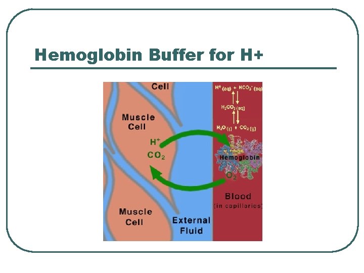 Hemoglobin Buffer for H+ 