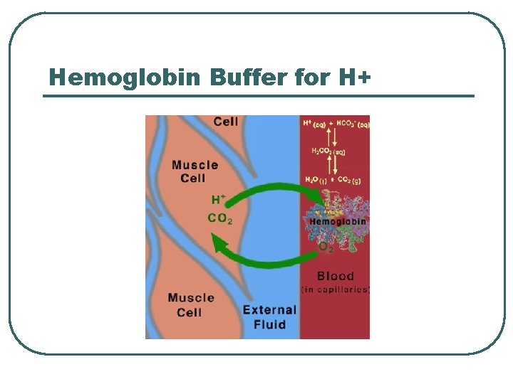 Hemoglobin Buffer for H+  Hemoglobin Buffer for H+