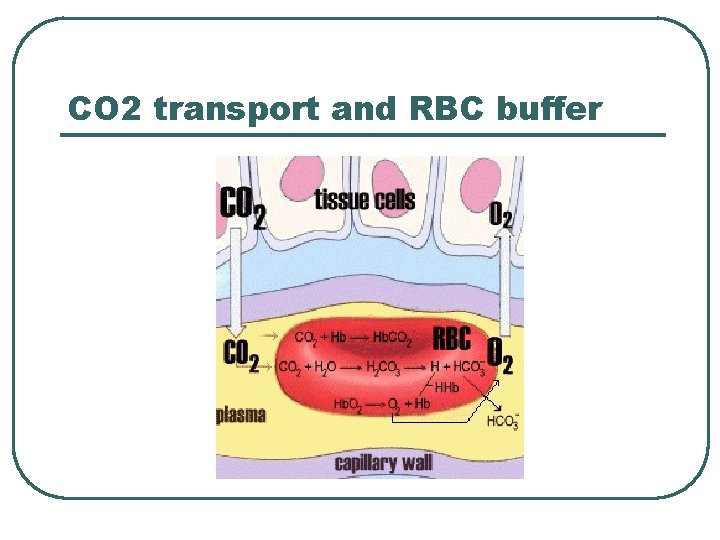 CO 2 transport and RBC buffer  CO 2 transport and RBC buffer