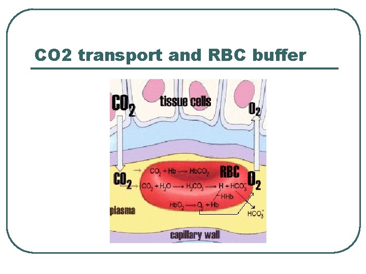 CO 2 transport and RBC buffer 