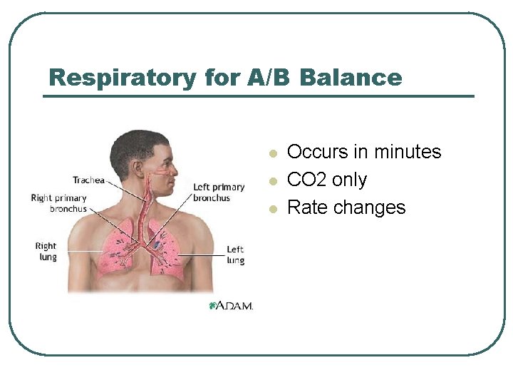 Respiratory for A/B Balance l l l Occurs in minutes CO 2 only Rate