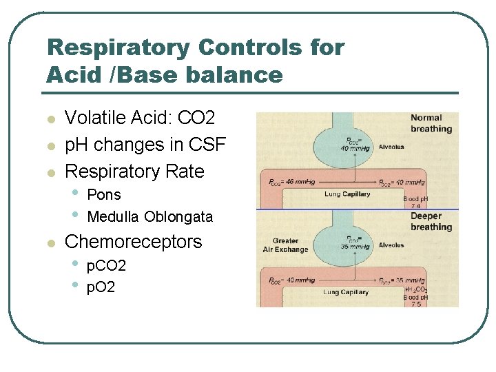 Respiratory Controls for Acid /Base balance l l Volatile Acid: CO 2 p. H Respiratory Controls for Acid /Base balance l l Volatile Acid: CO 2 p. H