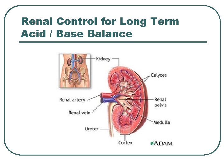 Renal Control for Long Term Acid / Base Balance 