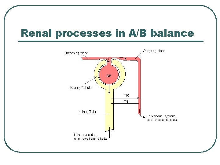 Renal processes in A/B balance  Renal processes in A/B balance