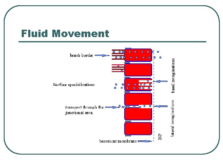 Fluid Movement  Fluid Movement