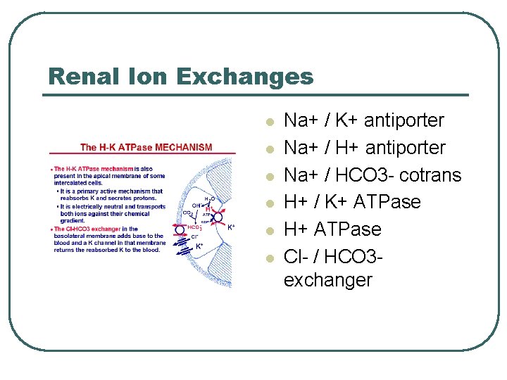 Renal Ion Exchanges l l l Na+ / K+ antiporter Na+ / HCO 3