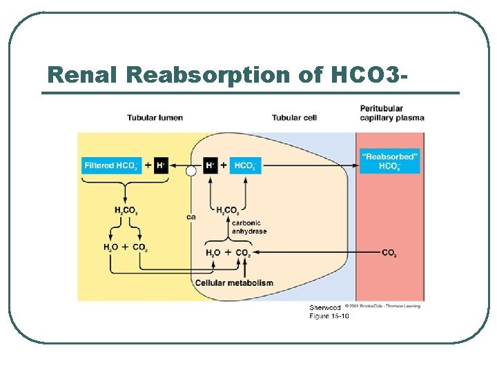 Renal Reabsorption of HCO 3 -  Renal Reabsorption of HCO 3 -