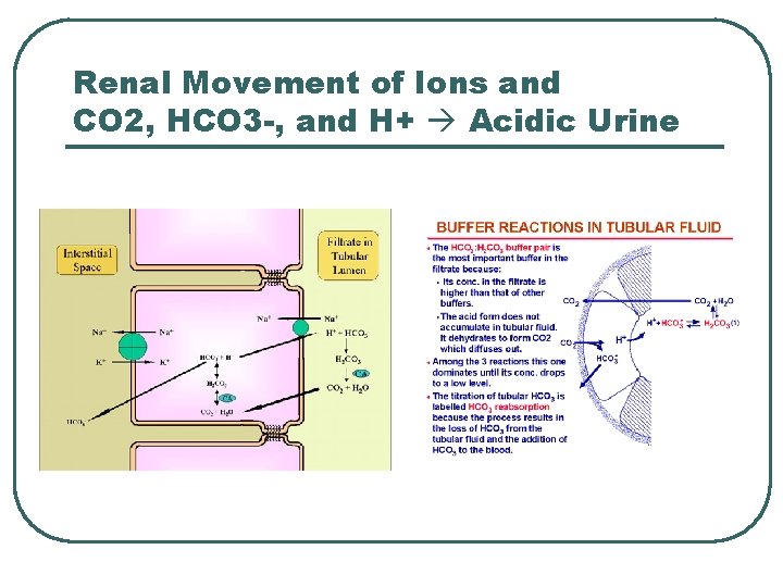 Renal Movement of Ions and CO 2, HCO 3 -, and H+ Acidic Urine Renal Movement of Ions and CO 2, HCO 3 -, and H+ Acidic Urine