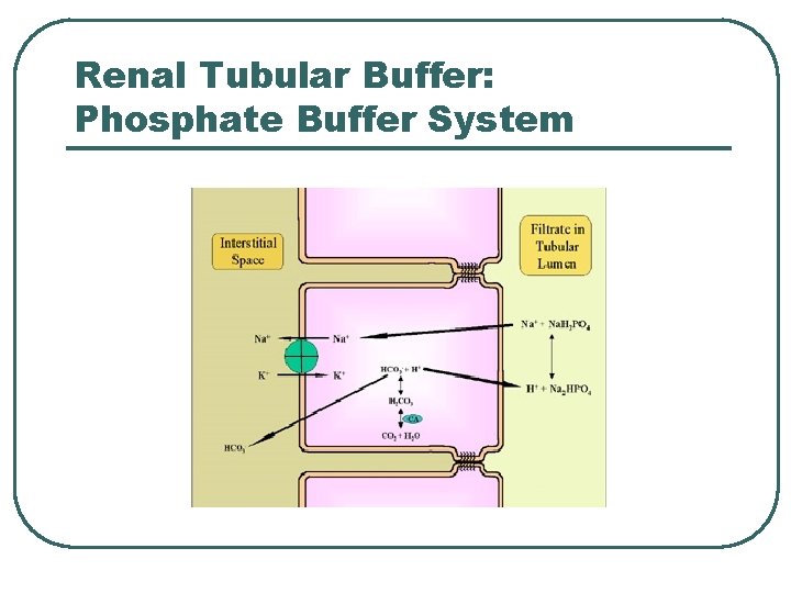 Renal Tubular Buffer: Phosphate Buffer System 