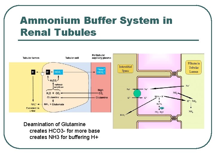 Ammonium Buffer System in Renal Tubules Deamination of Glutamine creates HCO 3 - for